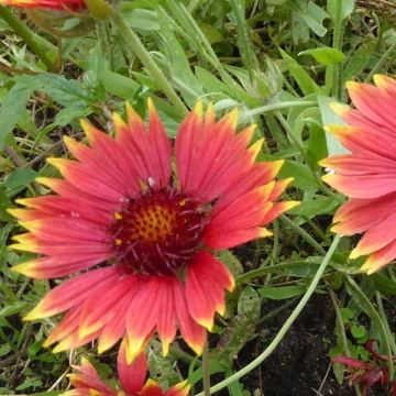 Gaillardia grandiflora Tokayer