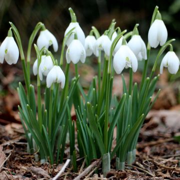 Galanthus nivalis - Bucaneve