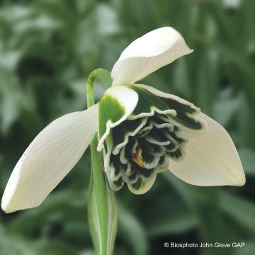 Galanthus nivalis f. pleniflorus Dionysus - Bucaneve