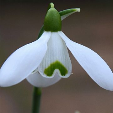 Galanthus nivalis S. Arnott - Bucaneve