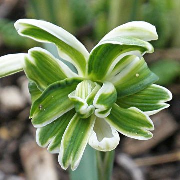 Galanthus nivalis Blewbury Tart - Bucaneve