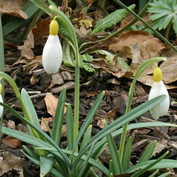 Galanthus nivalis Primrose Warburg - Bucaneve