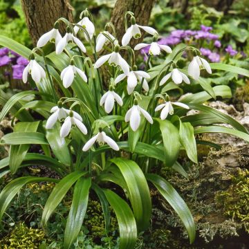 Galanthus woronowii - Bucaneve di Woronow