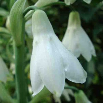 Galtonia candicans - Ornitogallo