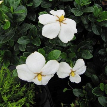 Gardenia Kleim's Hardy