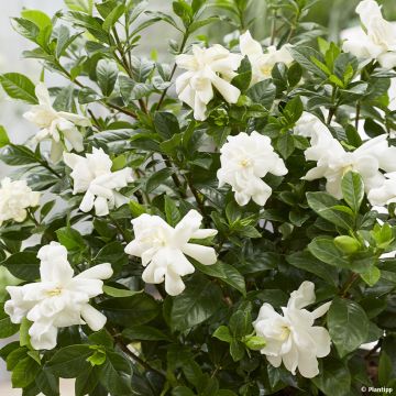 Gardenia Double Diamonds