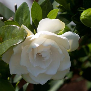 Gardenia Double Mint