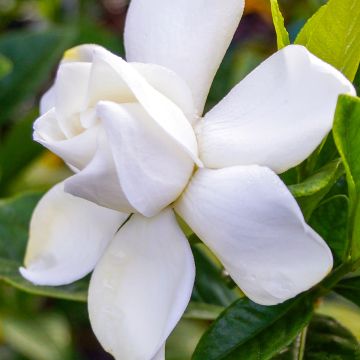 Gardenia Summer Snow