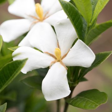 Gardenia Sweet Star