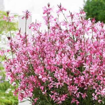 Gaura Baby Butterfly Dark Pink