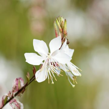 Gaura White