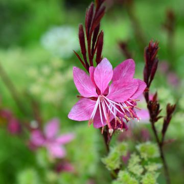 Gaura Blaze