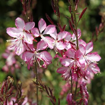 Gaura Rosy Jane