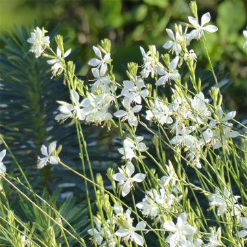 Gaura Snowbird