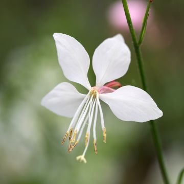 Gaura Steffi White