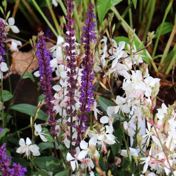 Gaura Whirling Butterflies