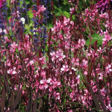 Gaura Lollipop Pink