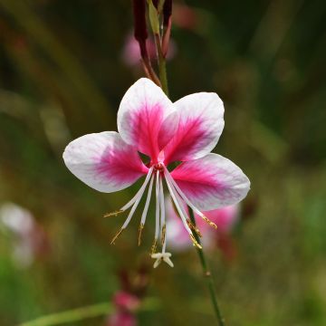 Gaura Siskiyou pink