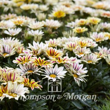 Gazania rigens Big Kiss White Flame (semi) - Gazania del Capo