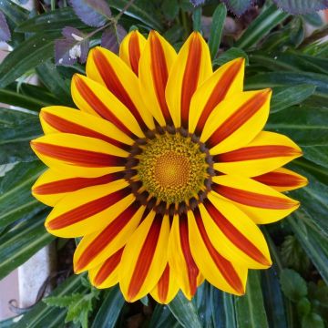 Gazania rigens Big Kiss Yellow Flame - Gazania del Capo