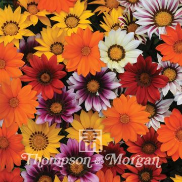 Gazania rigens New Day Mix - Gazania del Capo