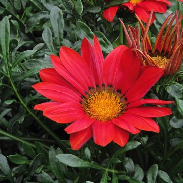 Gazania rigens New Day Red Shades - Gazania del Capo