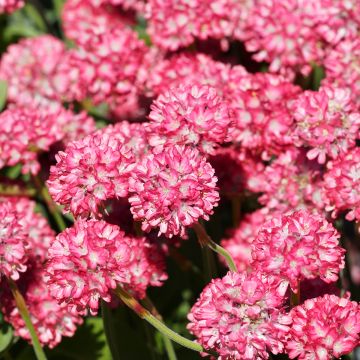 Armeria Ornament