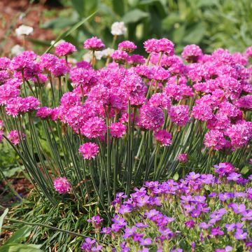 Armeria maritima Vesuvius