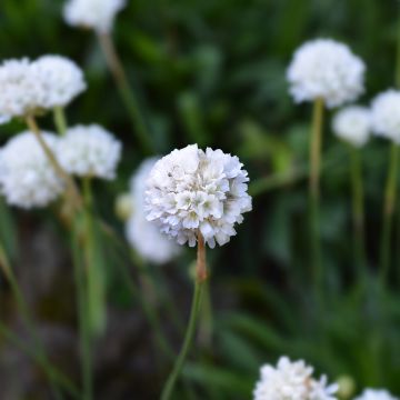 Armeria maritima Alba