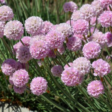 Armeria maritima Rosea