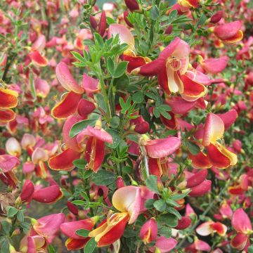 Cytisus Maria Burkwood - Ginestra