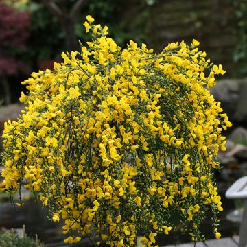 Cytisus scoparius Golden Tears - Ginestra dei carbonai