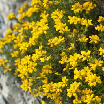 Genista hispanica - Ginestra di Spagna