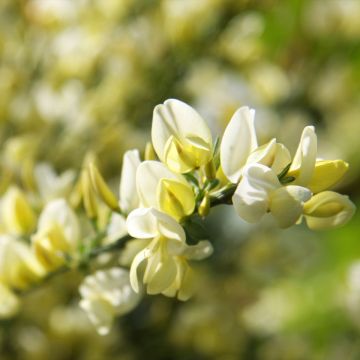 Cytisus praecox - Citiso