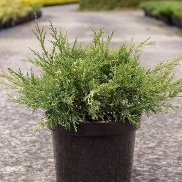 Juniperus pfitzeriana White Splash - Ginepro