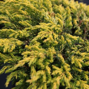 Juniperus communis Goldschatz - Ginepro comune