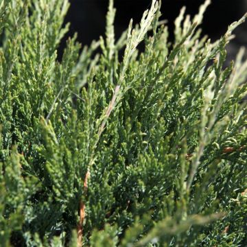 Juniperus horizontalis Agnieszka - Ginepro strisciante