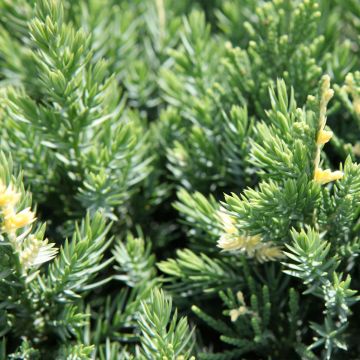 Juniperus chinensis Expansa Variegata - Ginepro cinese