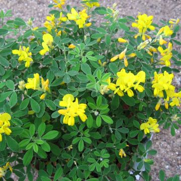 Genista Porlock - Ginestra