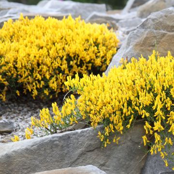 Genista lydia - Ginestra