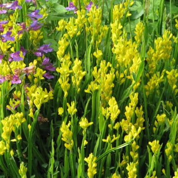 Genista sagittalis - Ginestra alata