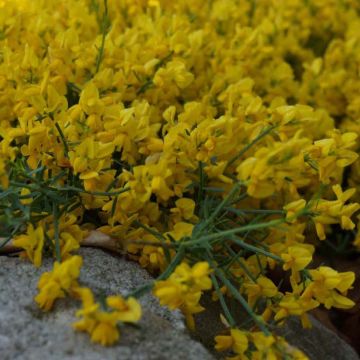 Genista tinctoria Royal Gold - Ginestra minore