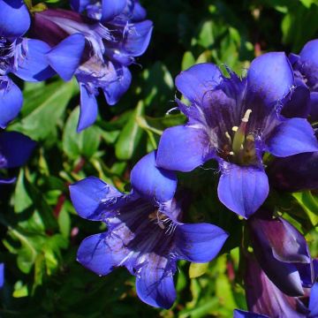 Gentiana septemfida var. lagodechiana - Genziana