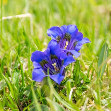 Gentiana acaulis - Genziana di Koch