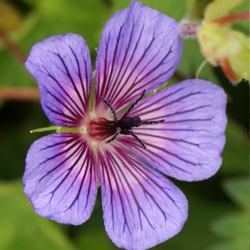 Geranium sanguineum Anne's Family Carol Anne - Geranio sanguigno