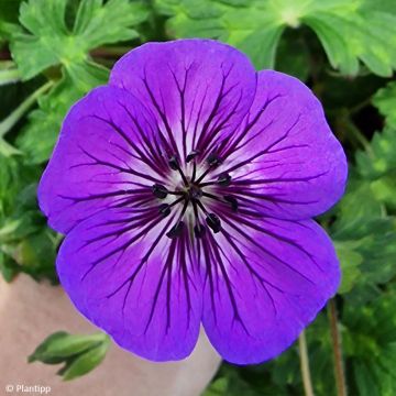 Geranium Anne's Family Mary Anne