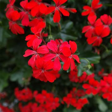 Pelargonium Roi des Balcons rosso