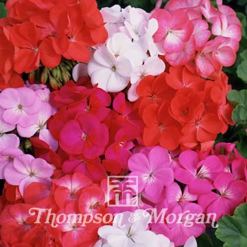 Pelargonium Border Supreme F2 Hybrid