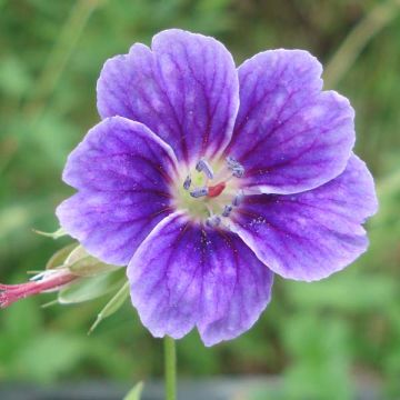 Geranium nodosum Clos du Coudray - Geranio nodoso