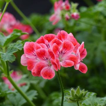 Pelargonium Paton's Unique - Geranion odoroso